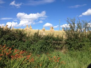 Corn stooks in a field with a blue sky